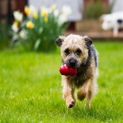 Image du produit KONG Classique (Apporter, Jouet alimentaire pour chien, Jouet à mâcher pour chien)