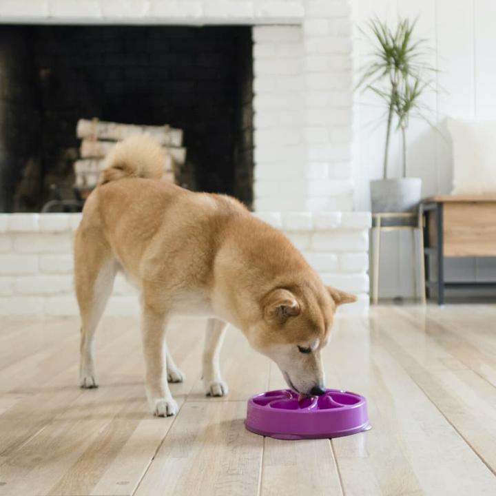 Actual product image Outward Hound Fun Feeder Mini