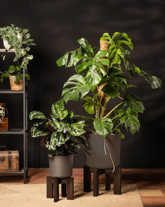 Actual product image feey Monstera XL (125 cm, Freshly repotted)
