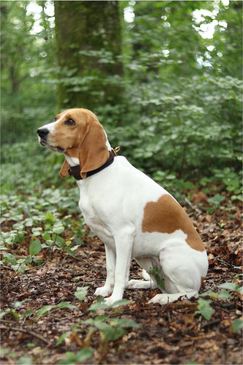 Image du produit Niggeloh Collier DeLuxe (M, Chien, Général)