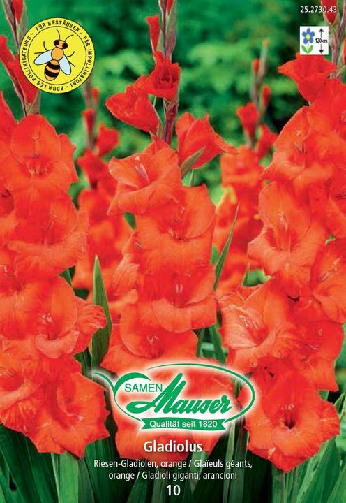 Samen Mauser Gladiole (Semi di fiori)