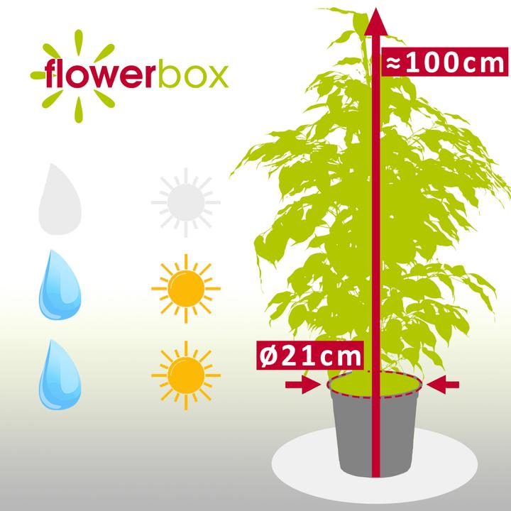 Produktbild Flowerbox Birkenfeige - Ficus benjamini (110 cm)
