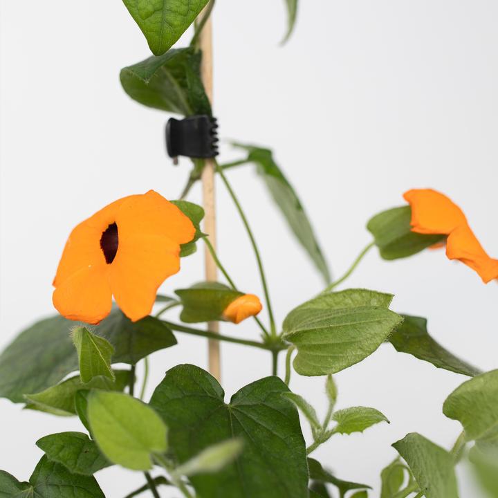 Produktbild Plant in a Box Thunbergia alata 'New Orange' - 3er-Set Schwarzäugige Susanna (25 cm)