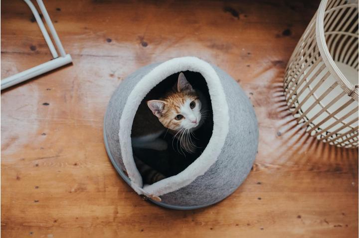 Immagine prodotto Hunter Gatto grotta Skive (Cane)