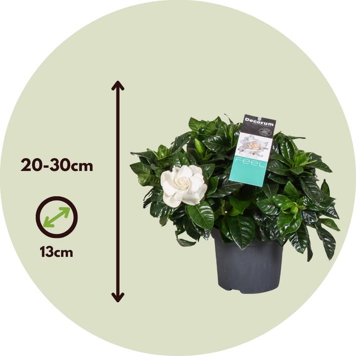 Actual product image Plant in a Box Gardenia Jasminoides - Set of 4 Gardenias (20 cm)