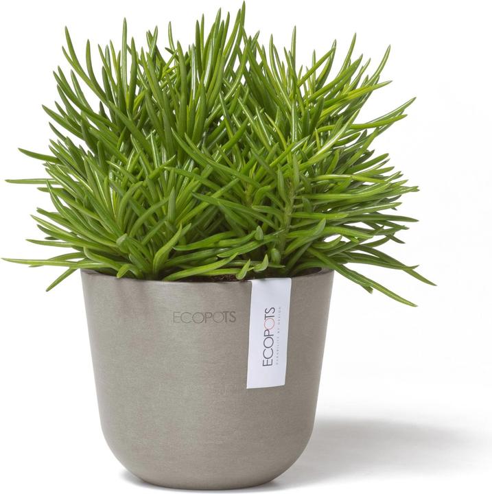 Actual product image Ecopots Oslo Mini (16 cm)