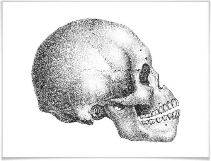 Actual product image Trenddeko Skull 02 (60 x 50 cm)