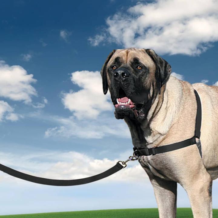 Immagine prodotto PetSafe Passeggiata facile (XL, Cane, Passeggiare)