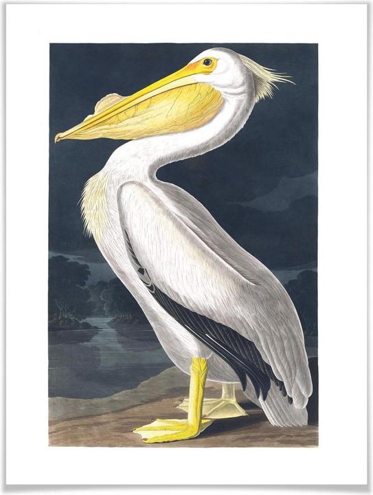 Actual product image Trenddeko Pelican (60 x 80 cm)
