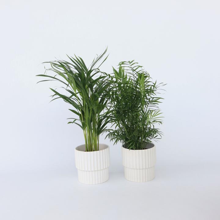Actual product image Plant in a Box Chamaedorea Elegans, Dypsis lutescens - mixture of 2 indoor palms (60 cm)