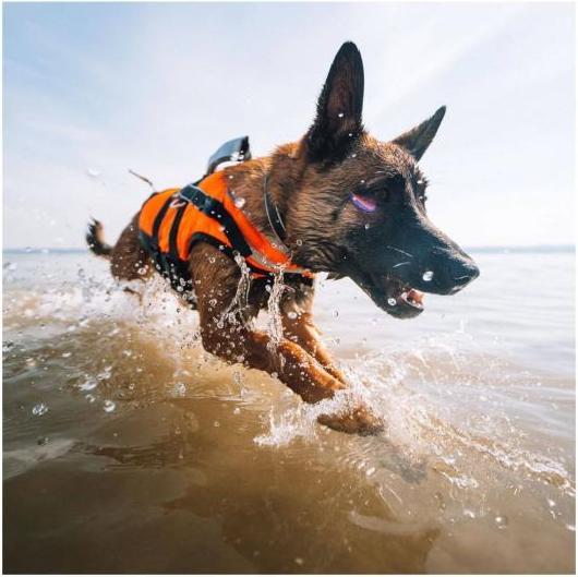 Image du produit Non-Stop Dogwear Gilet de sauvetage Safe Life Jacket M (4, Gilet de sauvetage pour chien)