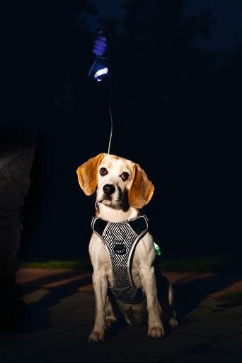 Productafbeelding Beeztees Veiligheidsuitrusting Y-harnas (Hond, Algemeen)