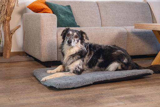 Actual product image Beeztees Ito (Dog)