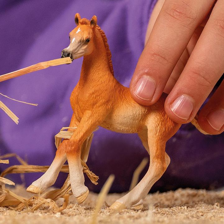 Actual product image Schleich Arabian foal