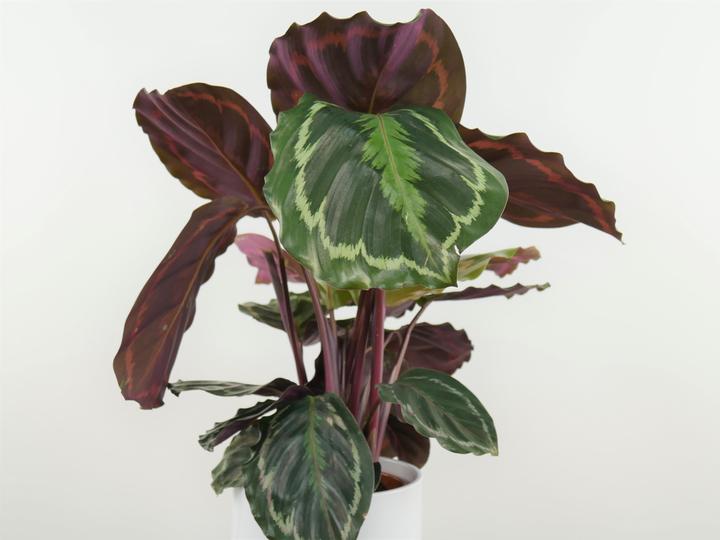 Produktbild Calathea Medallion (45 cm)