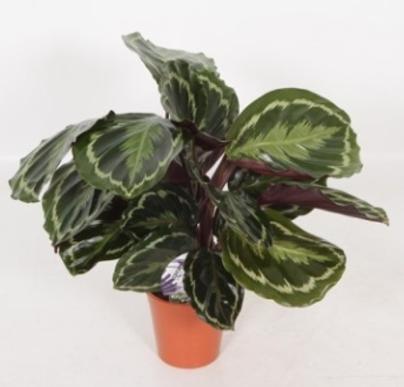 Produktbild Calathea Medallion (45 cm)