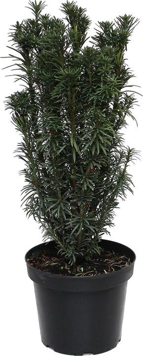 Produktbild Zulauf Säulen-Kopfeibe / Cephalotaxus h. 'Fastigiata' (60 cm)
