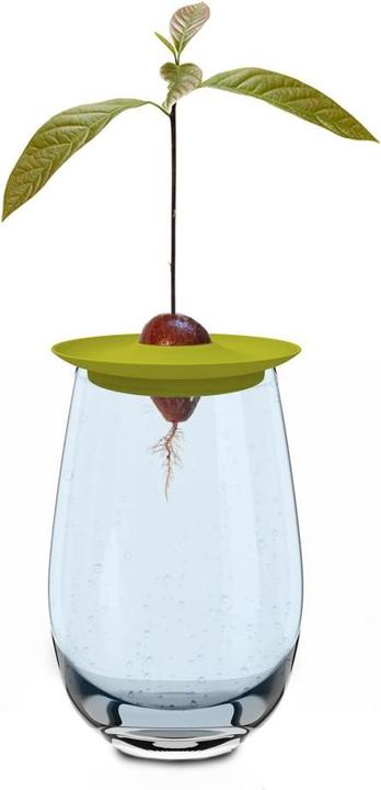 Image du produit Romberg Kit Avocat