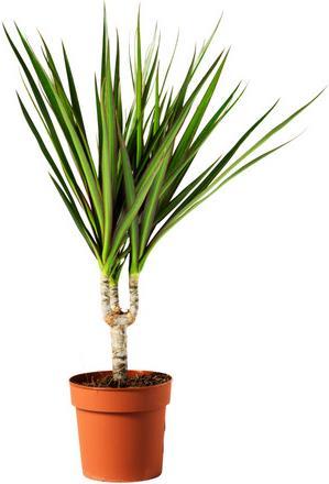 Actual product image Dragon tree marginata (70 cm)