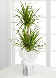 Actual product image Dragon tree marginata (70 cm)