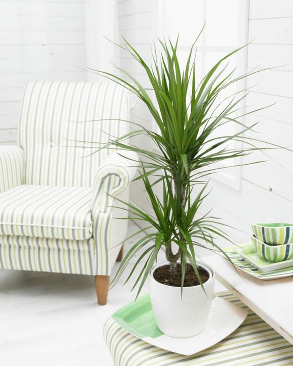 Actual product image Dragon tree marginata (70 cm)