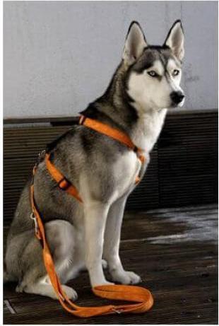 Actual product image Rogz Alpinist dog harness Matterhorn D M 32-52cm (M, Dog, Dog sport)