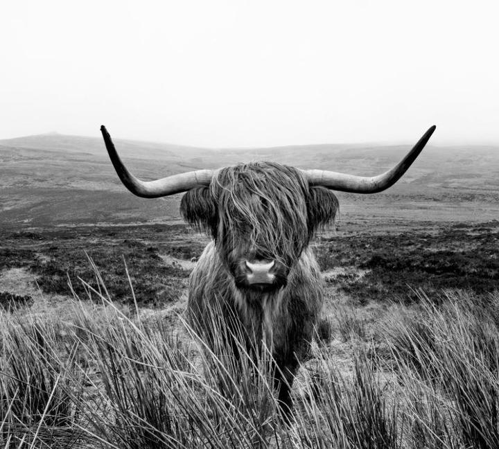 Eibert Visual Highlander (90 x 90 cm)