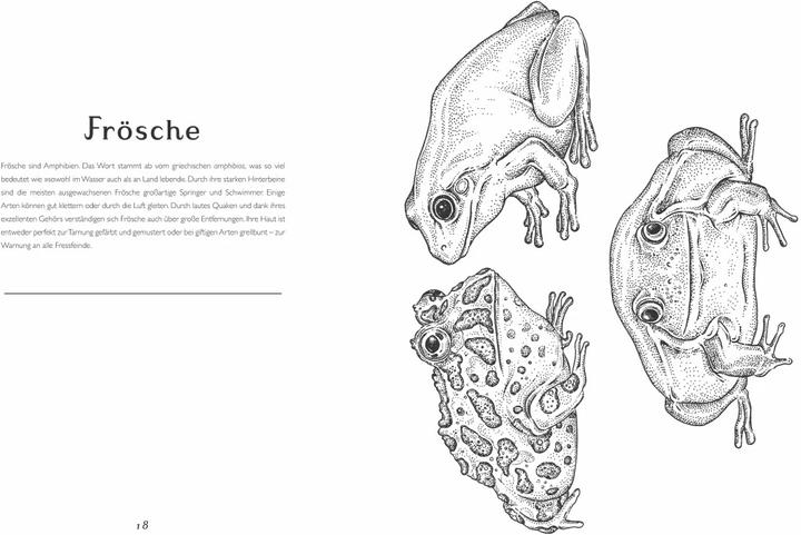 Produktbild Das Museum der Tiere. Mein Malbuch