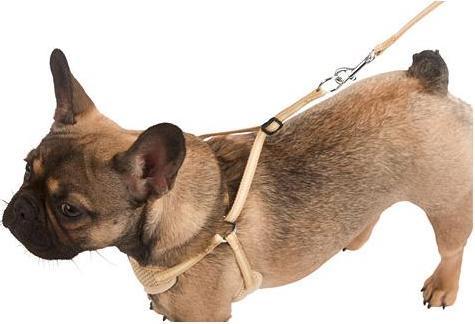 Immagine prodotto Kerbl Imbracatura per cuccioli (Cane, Generale)