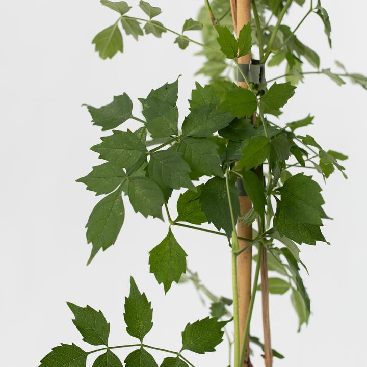 Actual product image Plant in a Box Campis radicans 'Flava' - set of 2 trumpet climbers (110 cm)
