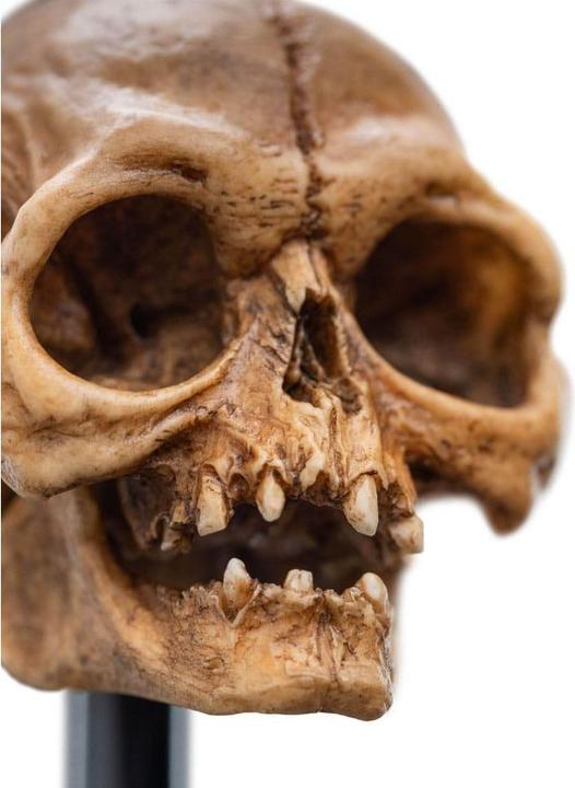 Produktbild Weta Workshop Herr der Ringe Mini Statue Skull of Gollum 13 cm