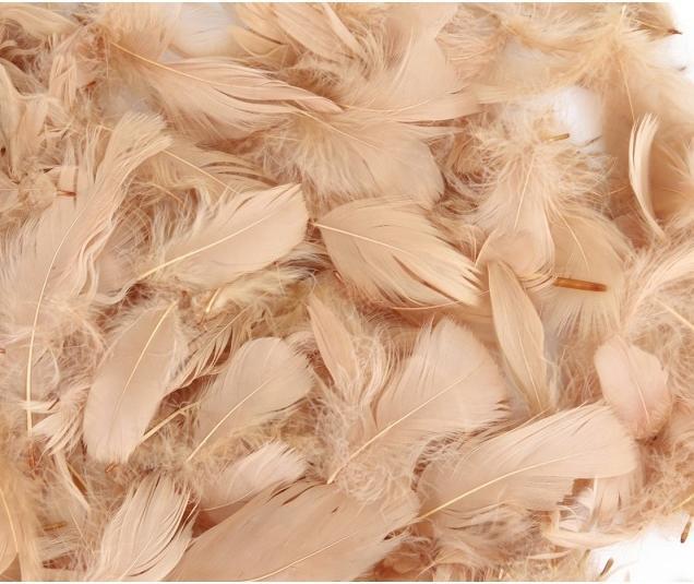 Image du produit Plumes décoratives Nature 50 grammes - tailles mélangées