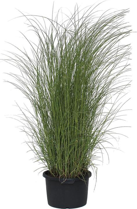 Image du produit Zulauf Chinaschilf / Miscanthus si. 'Gracillimus' (80 cm)