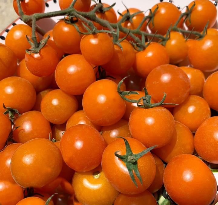 Actual product image Living Seeds Tomato cerise Goldiana (Vegetable seeds)