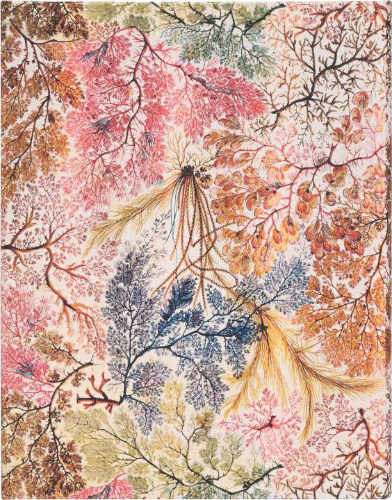 Actual product image Paperblanks Notebook PB Ultra lin.Anemone (Lined, Hardcover)