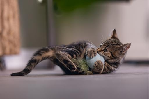 Actual product image Beeztees Kitten Cat Toy Ball+Spring Rizo