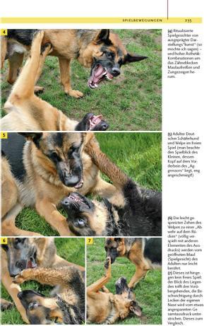 Immagine prodotto Kosmos Ausdrucksverhalten beim Hund (Tedesco, Dorit Feddersen-Petersen, 2008)