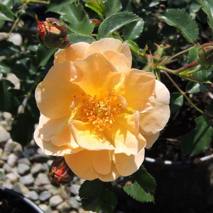 Produktbild Zulauf Bodendeckerrose / Rosa (BD) 'Sedana'® (30 cm)