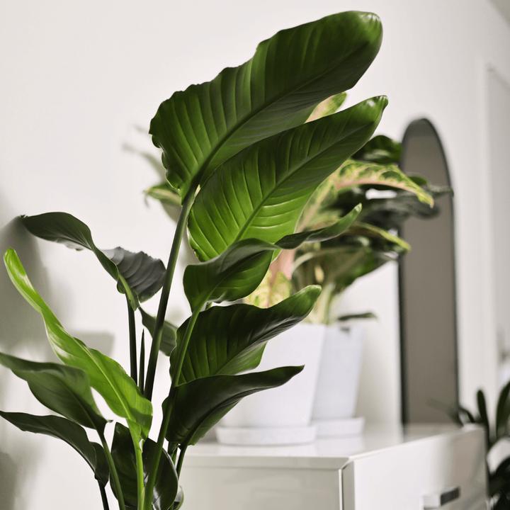 Produktbild Mary and Plants Strelitzia Nicolai mit Terrakotta Topf (70 cm)