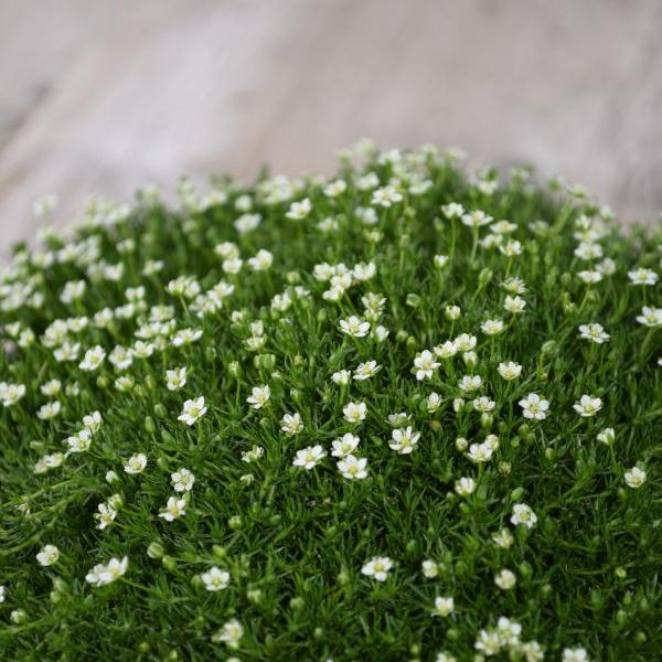 Image du produit Säntispracht Lot de 4, mousse étoilée, le tapis vert -Sagina subulata mousse irlandaise vert foncé (10 cm)