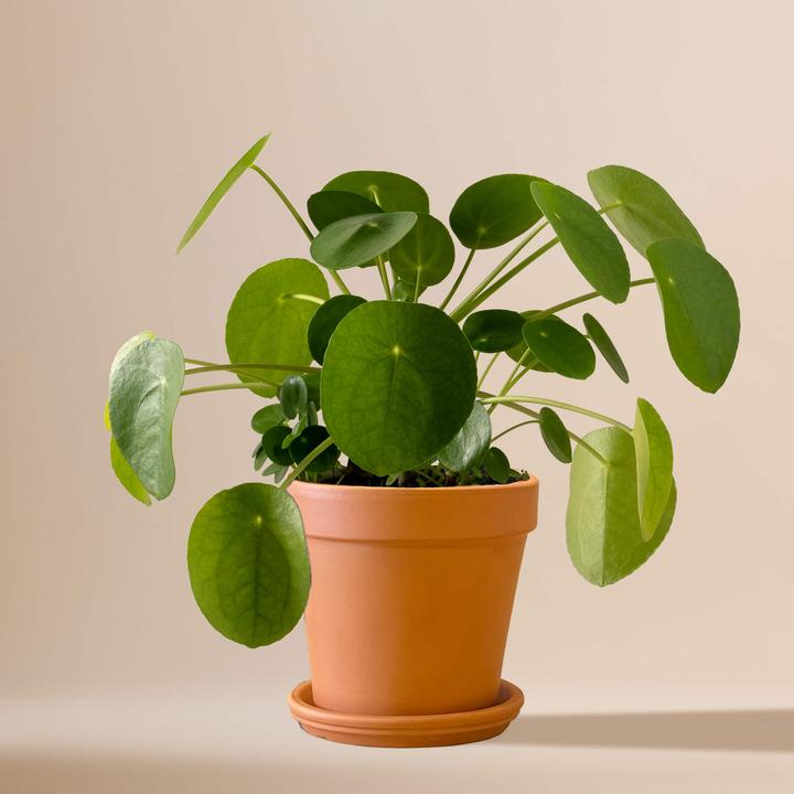 Image du produit Mary and Plants Ufo Plant (30 cm)