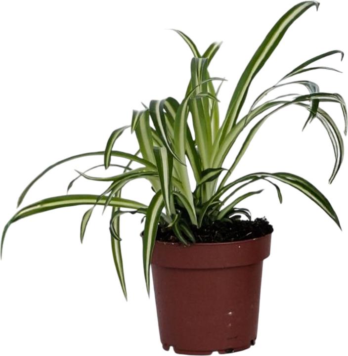 Actual product image Plant in a Box Chlorophytum comosum 'Atlantic' - (25 cm)