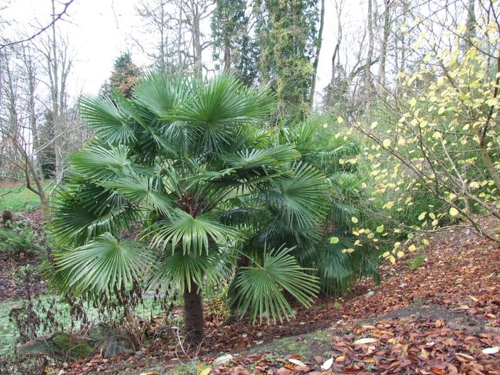 Actual product image Plant in a Box Trachycarpus Fortunei - (35 cm)