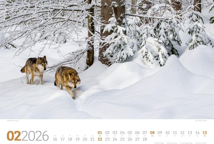 Immagine prodotto Tierwelt Wald Kalender 2026 (45 x 33 cm, Copertina rigida, Tedesco)