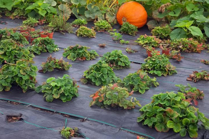 Produktbild Aquagart 200m² Bodengewebe Unkrautfolie Mulchfolie 100g 1,65m breit
