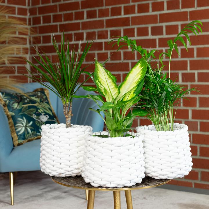 Actual product image Flowerbox Set of 3 indoor plants Chamaedorea, Dieffenbachie, Dracaena - pot-Ø 10-12 cm (30 cm)