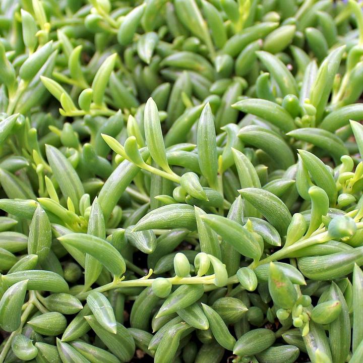 Produktbild Plant in a Box Senecio radicans - Bananasenecio (10 cm)