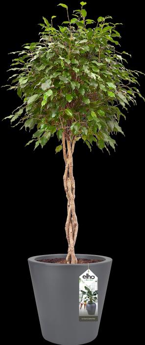 Produktbild Elho Pflanzkbel Pure straight round Kunststoff 65 H 68,5 cm anthrazit (64 cm)