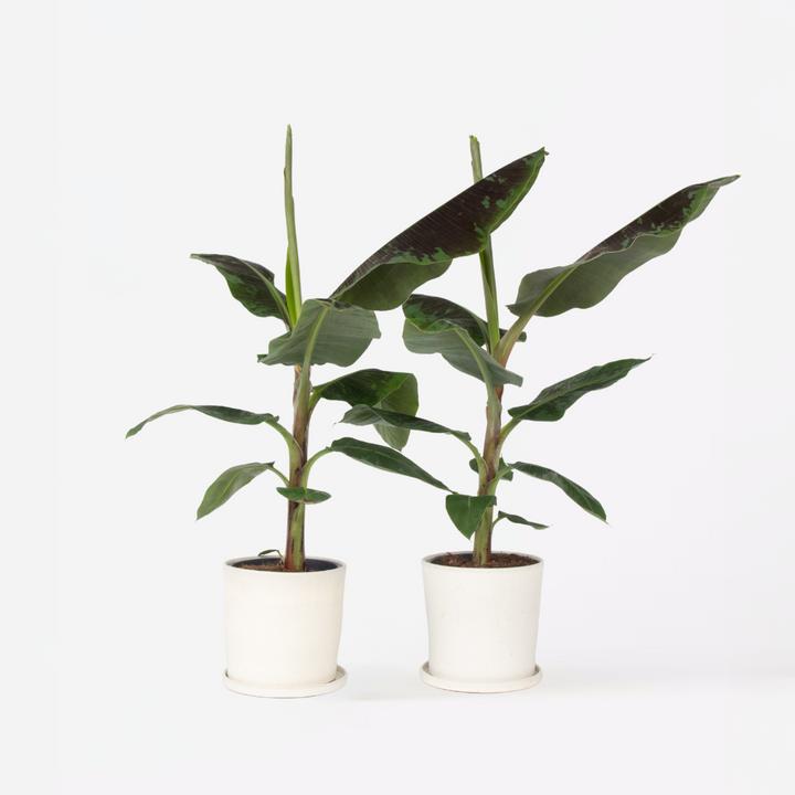 Produktbild Plant in a Box Musa Dwarf Cavendish - 2er-Set Bananenplanzen (90 cm)