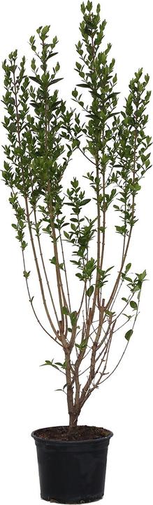 Image du produit Zulauf Ovalblättriger Liguster / Ligustrum ovalifolium (100 cm)